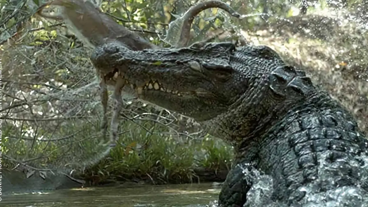 Le plus grand crocodile du monde