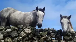 Le poney Connemara, une légende irlandaise