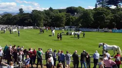 Le poney Connemara, une légende irlandaise