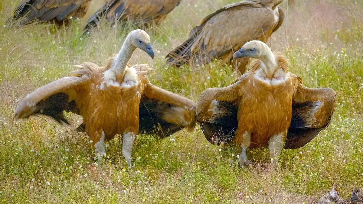 Le Portugal sauvage : Entre terre et océan