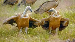 Le Portugal sauvage : Entre terre et océan