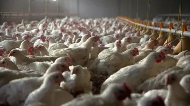 Le poulet bat-il de l'aile ?