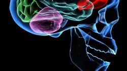 Le pouvoir nuit-il gravement au cerveau ?
