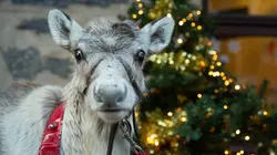 Le premier Noël du bébé renne