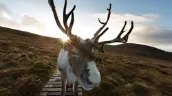 Le premier Noël du bébé renne