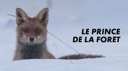 Visuel de Le prince de la forêt