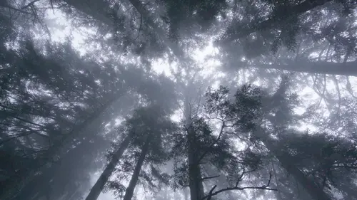 Le prince de la forêt