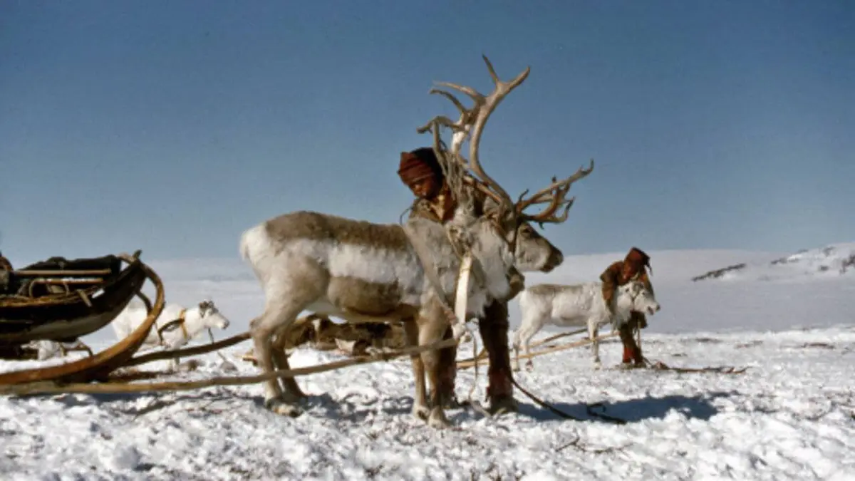 Le printemps des rennes