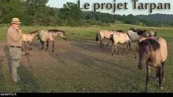 Le projet Tarpan