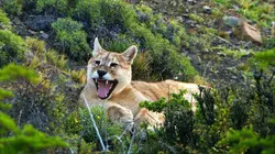Le puma, chasseur invisible des Andes