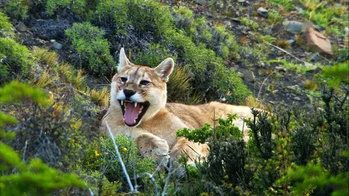 Le puma, chasseur invisible des Andes