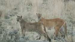 Le puma de la Paradise Valley