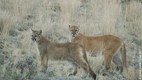 Le puma et moi
