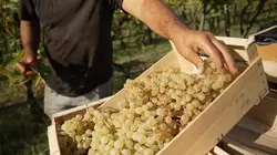 Le raisin a un grain