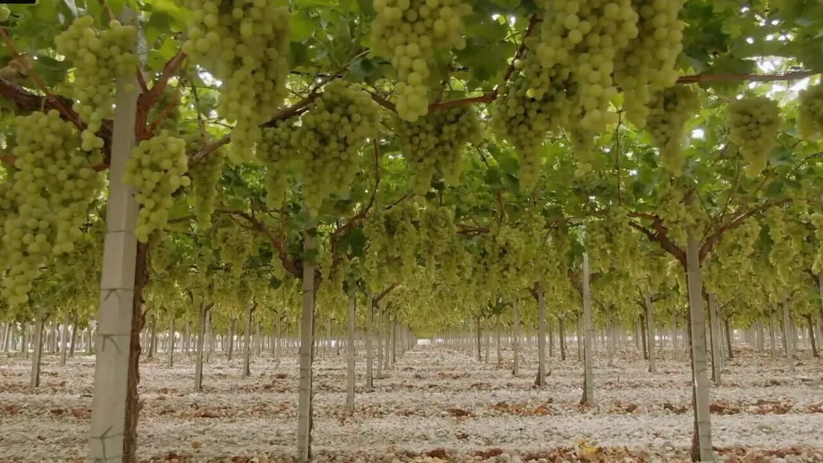 Le raisin a un grain