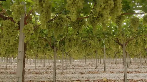 Le raisin a un grain