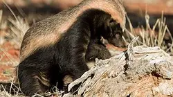 Visuel de Le ratel, prédateur inattendu