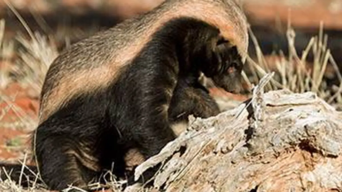 Le ratel, prédateur inattendu