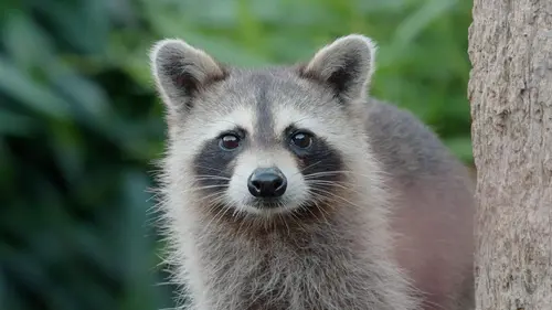 Le raton laveur, roi du survivalisme