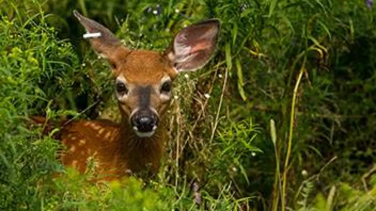 Le refuge de l'espoir E04 Secours de nuit