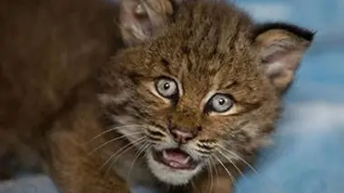 Un pensionnaire peu ordinaire