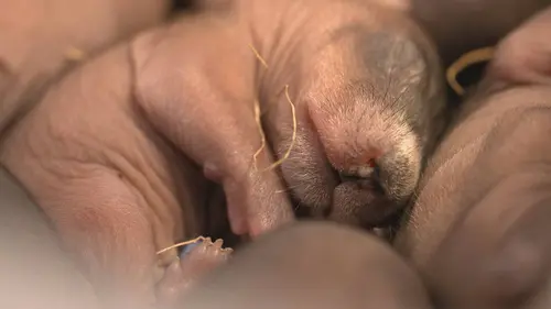 Hope For Wildlife S09E03 Famille recomposée