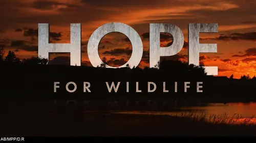 Hope For Wildlife S09E08 Stanley le veau