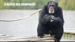 Le refuge des chimpanzés