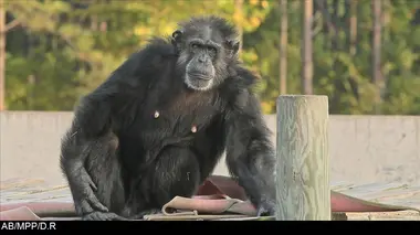 Le refuge des chimpanzés