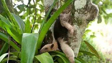 L'apprentissage de la vie sauvage