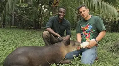 Mandi le tapir et Manji le rhinocéros