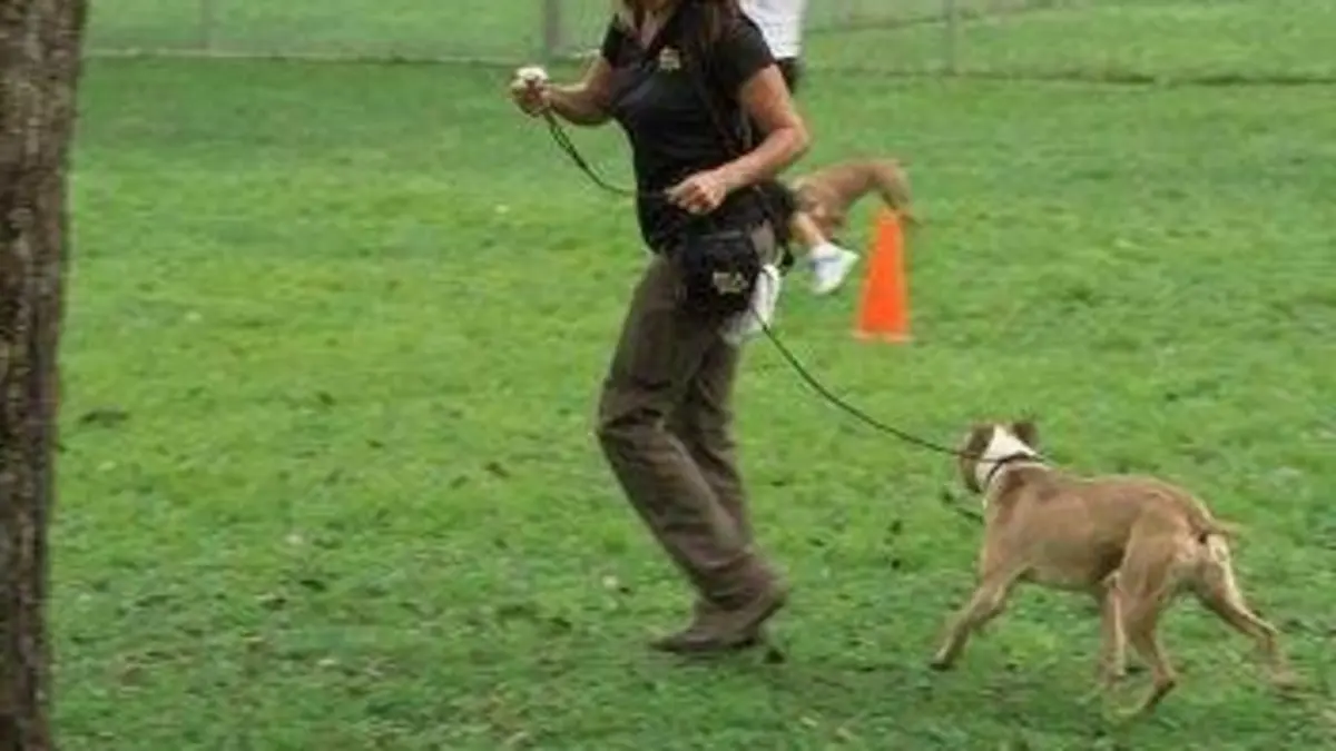 Le refuge Dog Tales S02E00