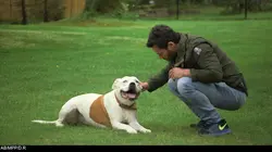 Le refuge Dog Tales  S02E02