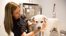 Le refuge Dog Tales S01E06 Une vie de combat