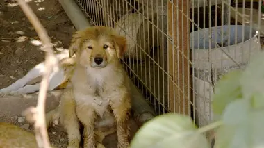 Le refuge Dog Tales S02E05