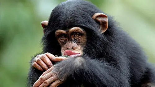 Le regard du singe