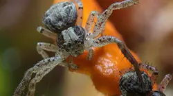 Le règne de l'araignée