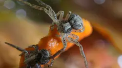 Le règne de l'araignée