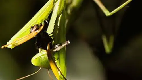 Le règne des insectes