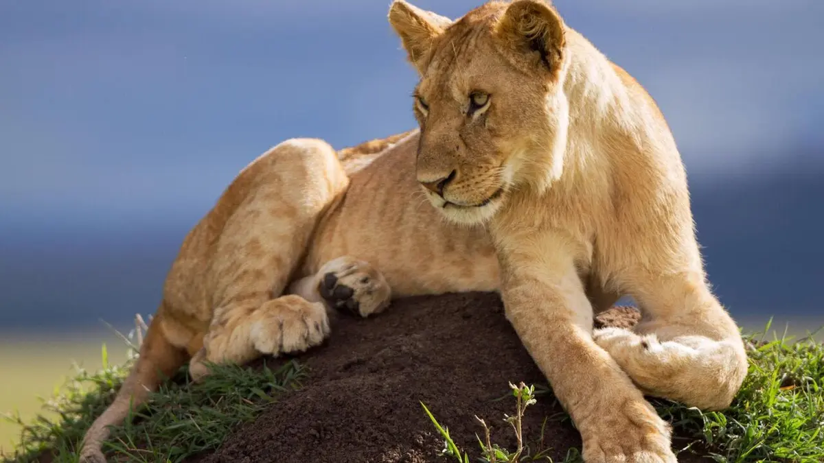 Le règne des lions du Masaï Mara replay
