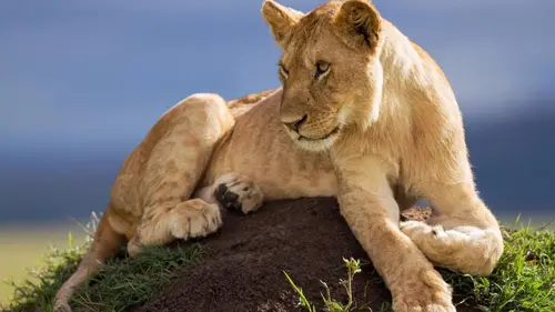 Le règne des lions du Masaï Mara