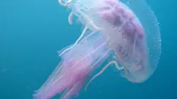 Visuel de Le règne des méduses