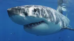 Le règne du grand requin blanc