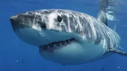 Le règne du grand requin blanc