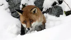 Le renard et l'enfant