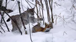 Le renard et l'enfant