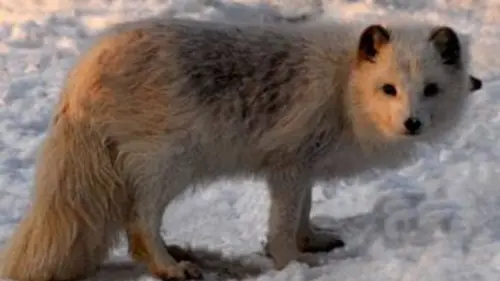 Le renard polaire après l'eden