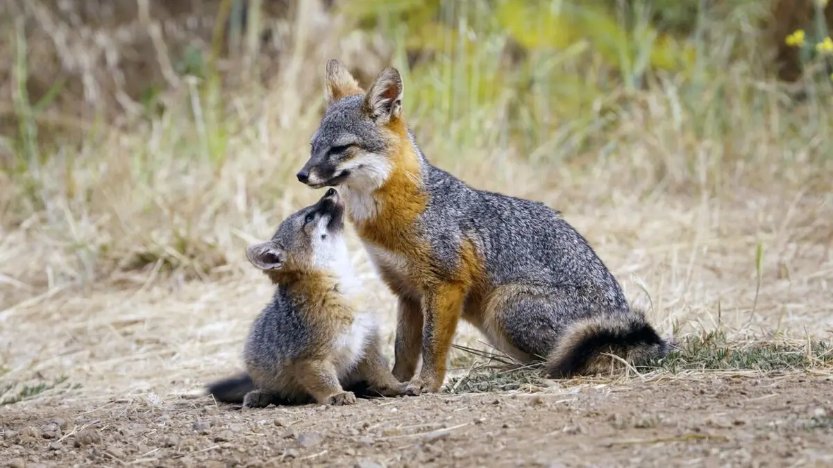 Le renard qui a sauvé son île