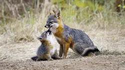 Le renard qui a sauvé son île