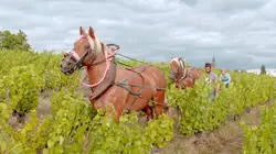 Le renouveau du vignoble français